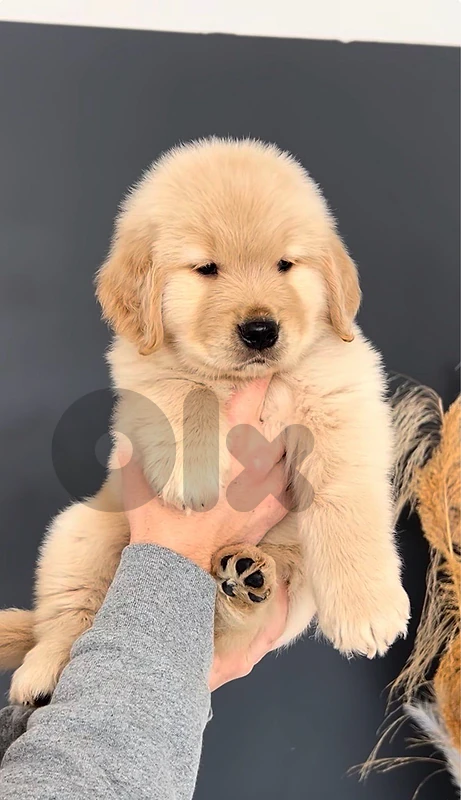 Golden Retriever PUPPIES BEAR Face Long Hair
