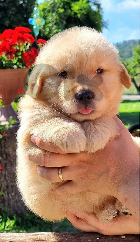 Gold Golden Retriever كلاب Dogs Puppies