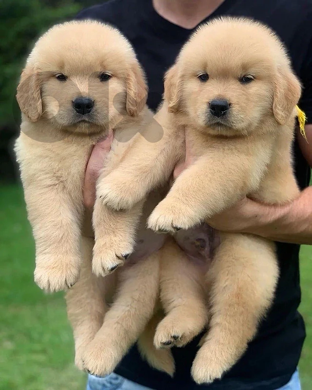 golden retriever bear puppy