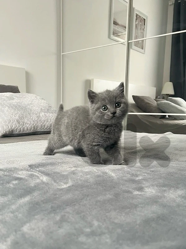 British short hair kittens available
