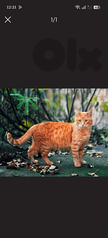orange cat ndef byl3b