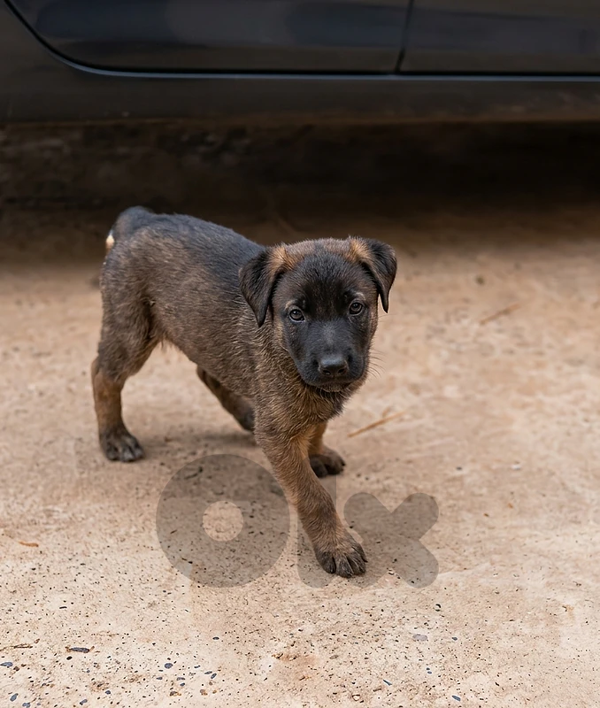 Kaiser => Super German Malinois للحراسه