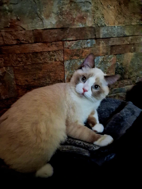 ragdoll kitten
