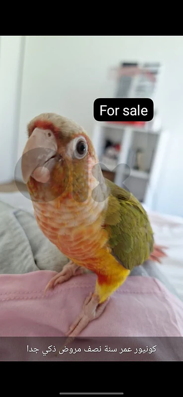 conure