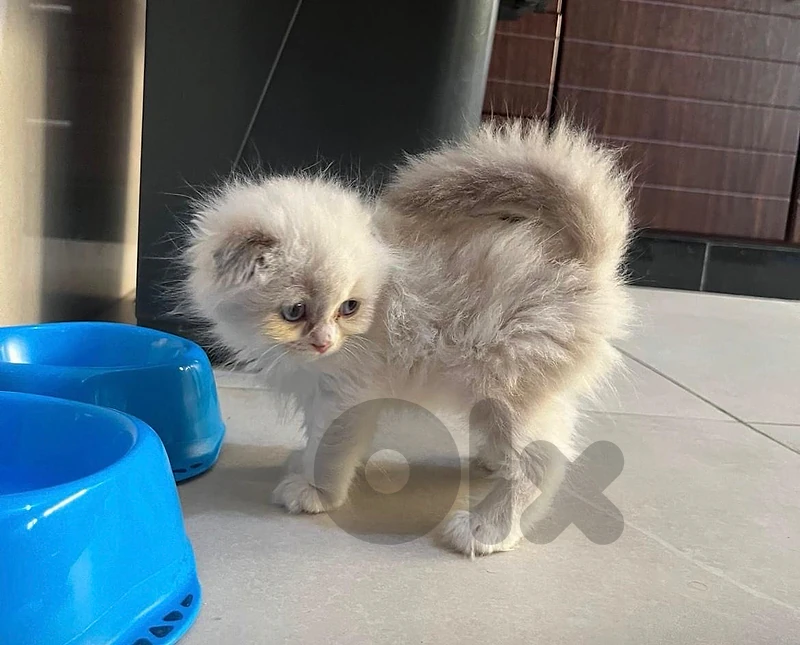 Scottishz Fold × Himalayan Kitten for Sale
