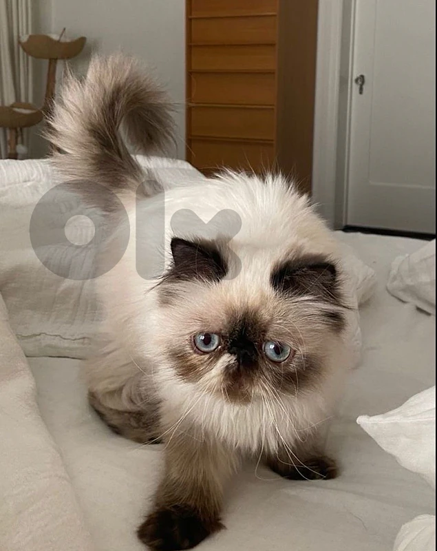 Himalayan kittens available