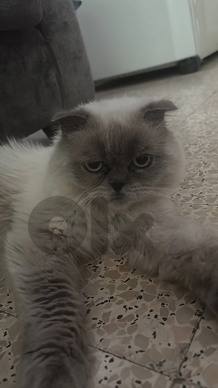 scottish fold cat for sale