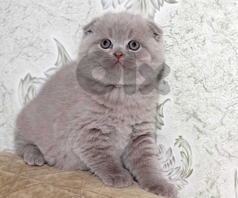 Scottish fold kittens lilac very rare