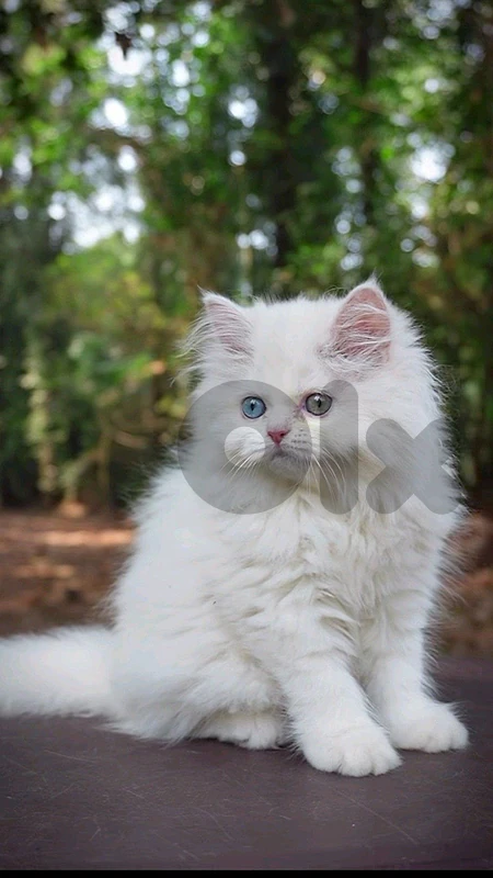 Pure persian kittens blue eyes