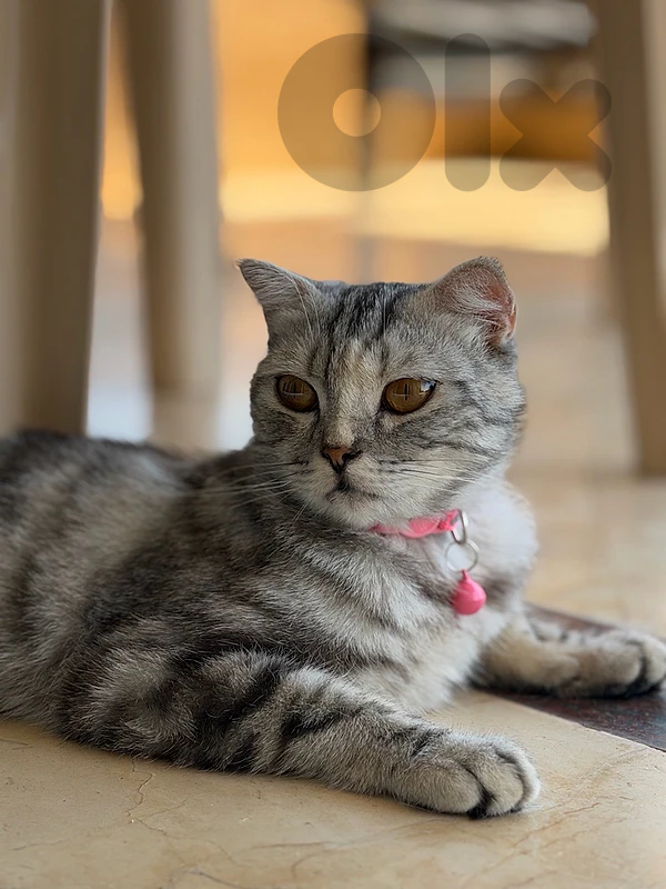 Scottish fold silver mix American short hair