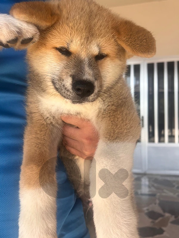 Pure Japanese Akita