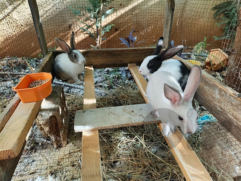 Rabbits for sale