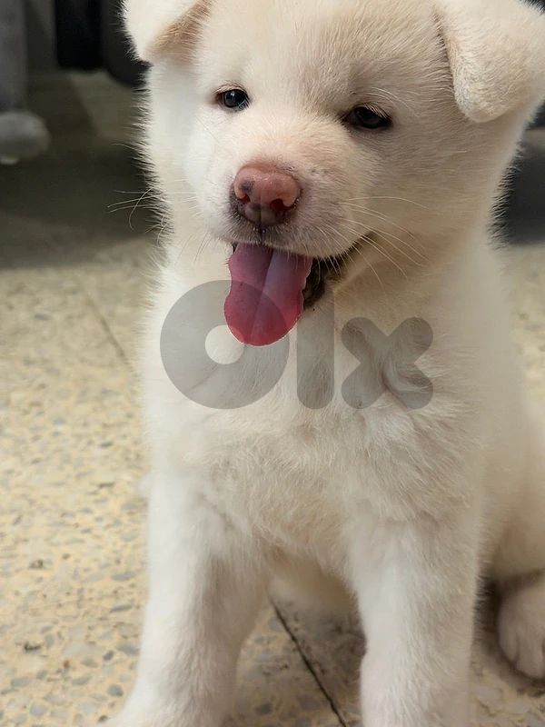pure white akita with golden crown on her head