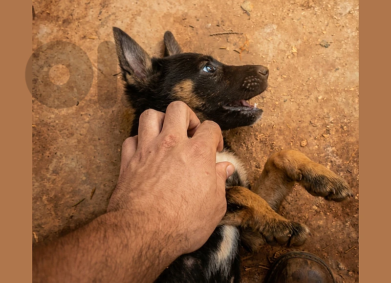 (German shepherd X Malinois) موجود جرو هجين للحراسة من أصل سوبر شرس