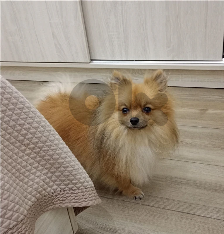 Pomeranian, 2.5 years, 2.8 kg , vaccinated.