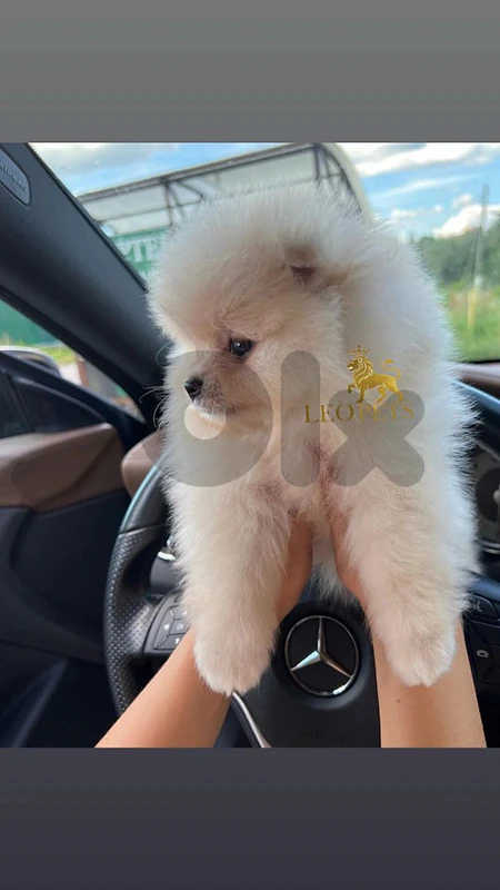 Pomeranian fox type / dogs /كلاب