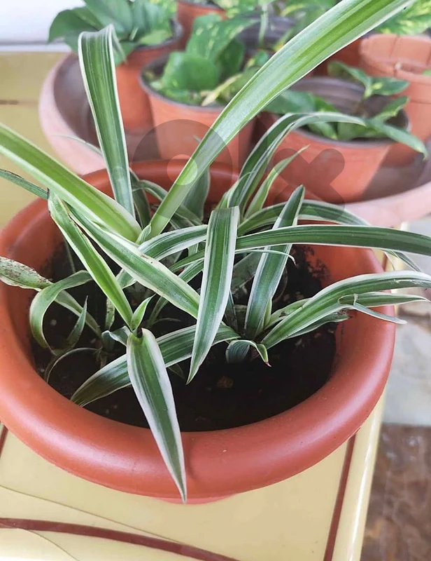 Spider Plants - Fast Grower, Easy Care