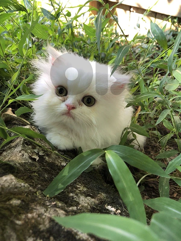 Pure persian kittens blue eyes