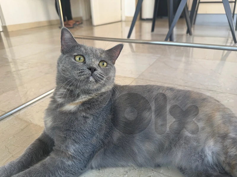 cat for sale