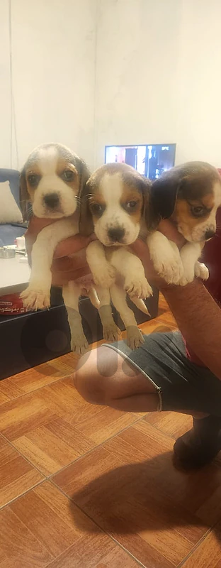 beagle puppies lemon rare color and tricolor