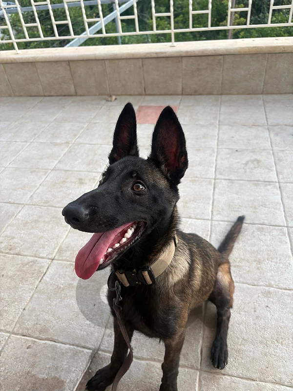 belgian malinois dog
