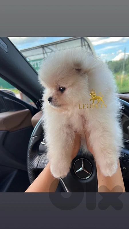 Pomeranian fox type / dogs /كلاب