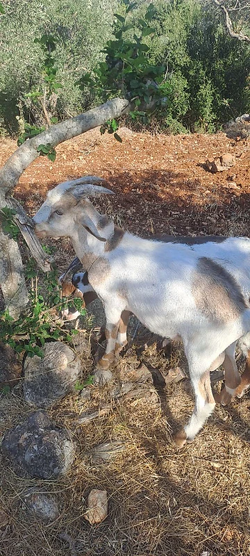 سواعير سويسري