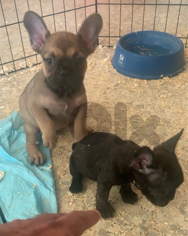 french bulldogs