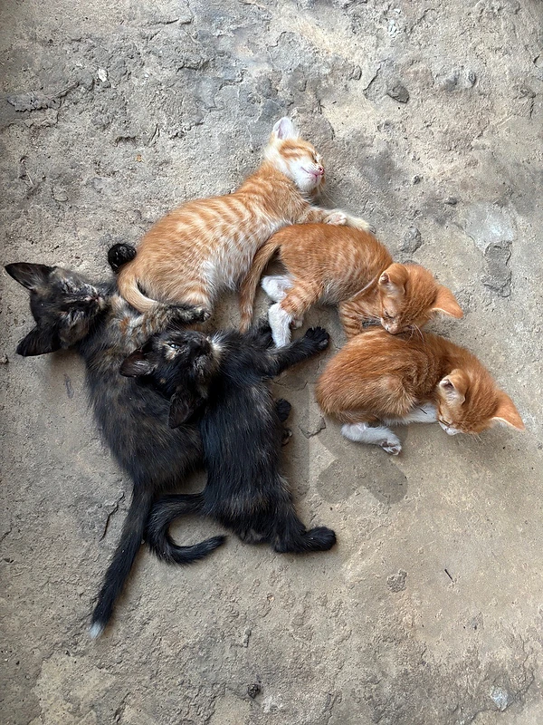 mother cat and 5 kittens for adoption