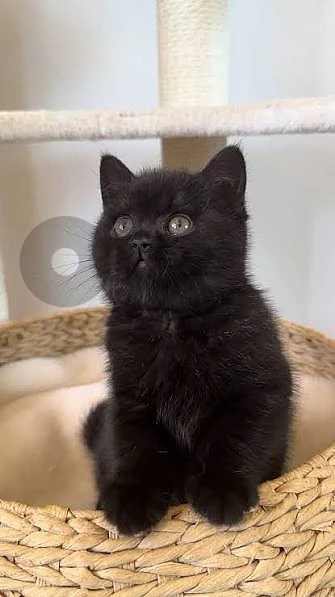 Black British kitten