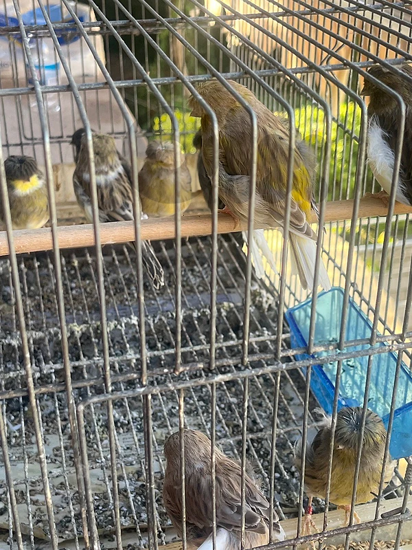 عرمون