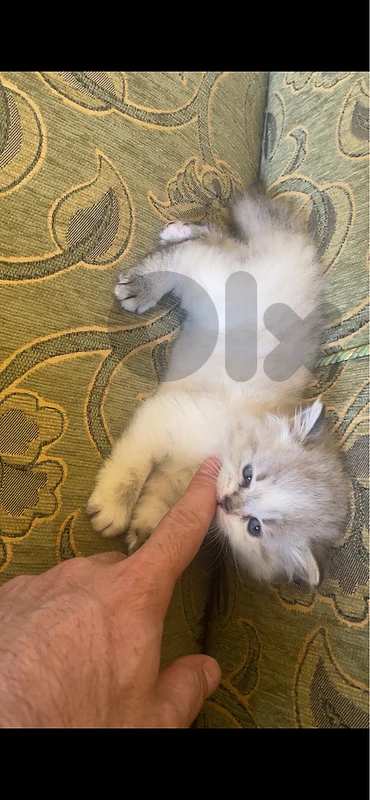 cats for sale