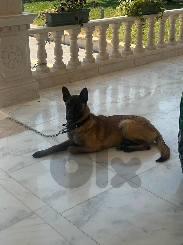 belgian malinois