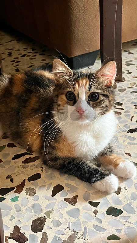 for adoption