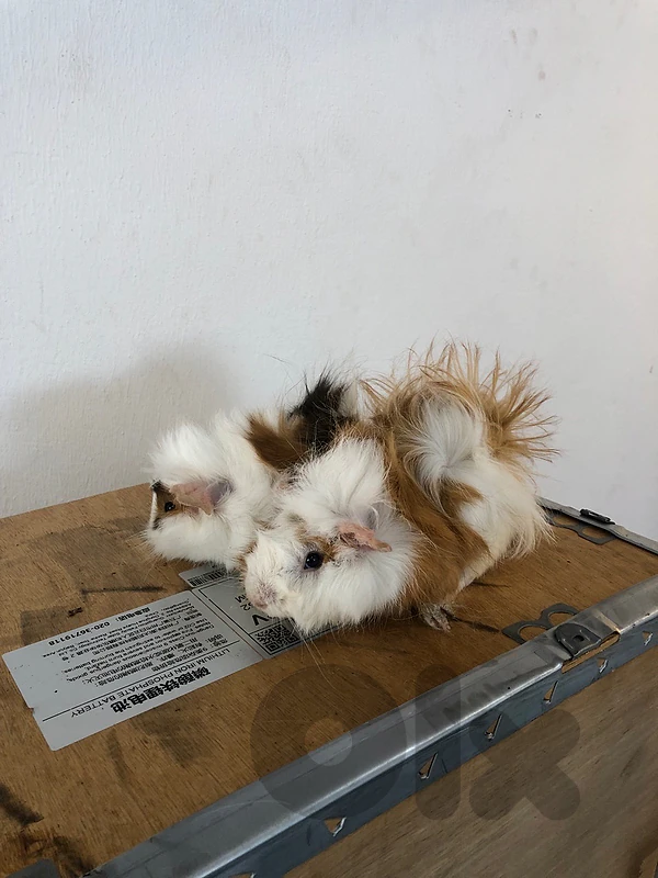 peruvian guinea pigs for sale