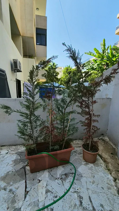 4 sharbeen trees for sale 4 sharbeen trees for sale