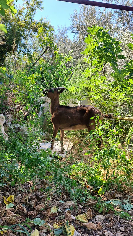 French Alpine Goat ماعز ألبين فرنسي