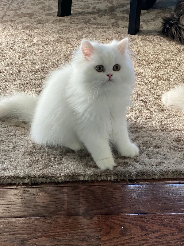 Pure persian kittens blue eyes