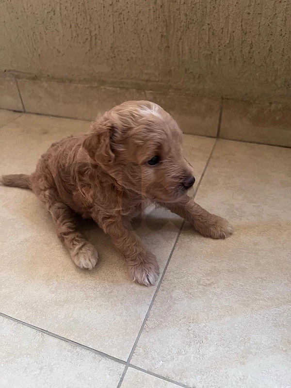 2 multipoo