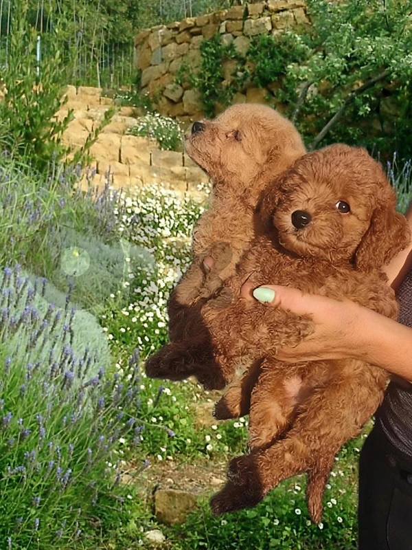 3 month male poodles