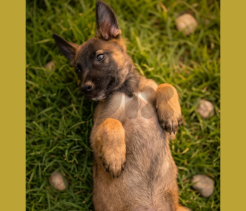 Kaiser => Super German Malinois للحراسه