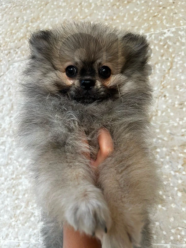 Pomeranian Puppyfor Sale