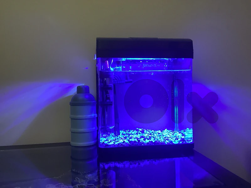 fighter fish with tank and every thing to take care