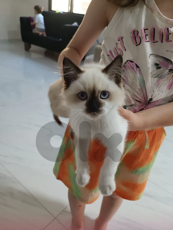 mix ragdoll himalayan mix ragdoll himalayan