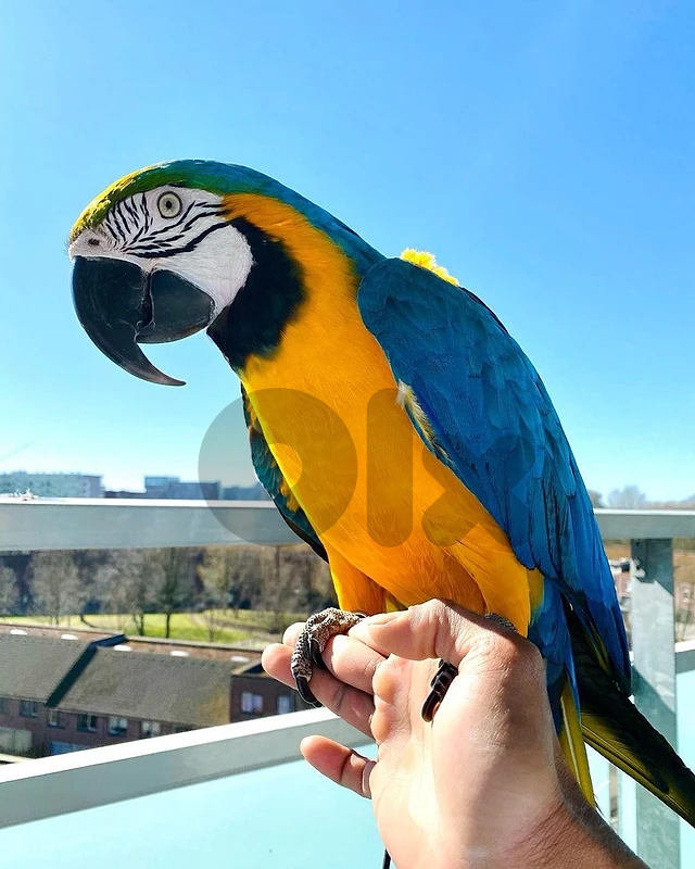 Maccaw very friendly available