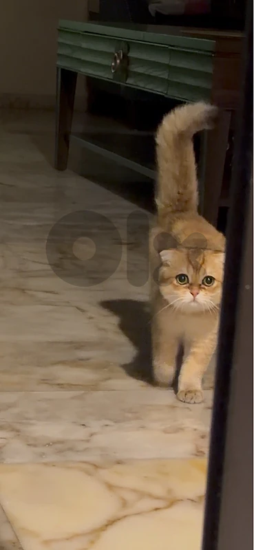 Golden Chinchilla Kitten