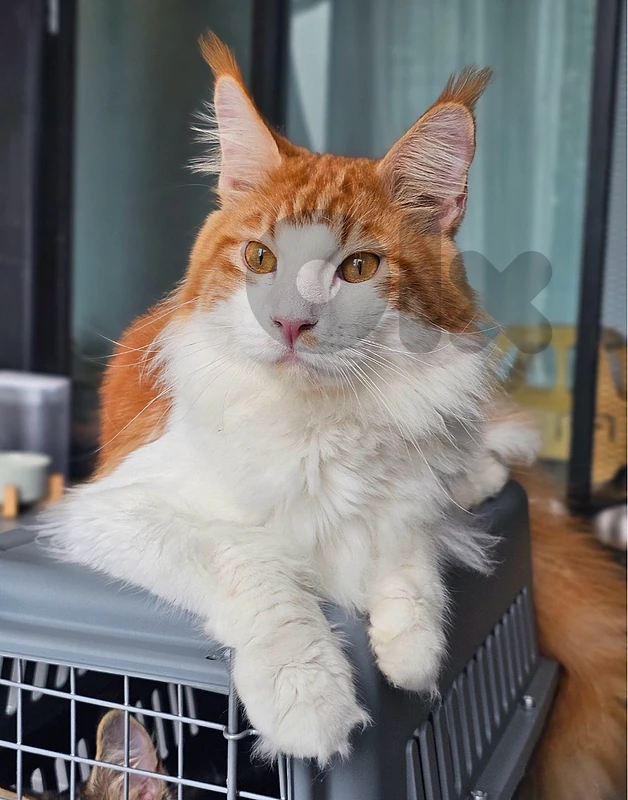 A very beautiful, purebred Maine Coon cat—imported and arriving in leb A very beautiful, purebred Maine Coon cat—imported and arriving in leb