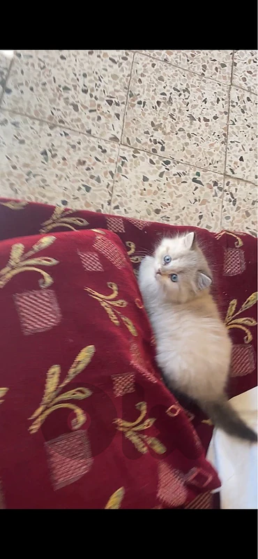 cats for sale