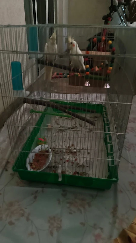 2 cocktails with large cage