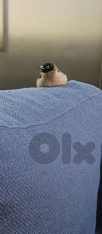 blbol